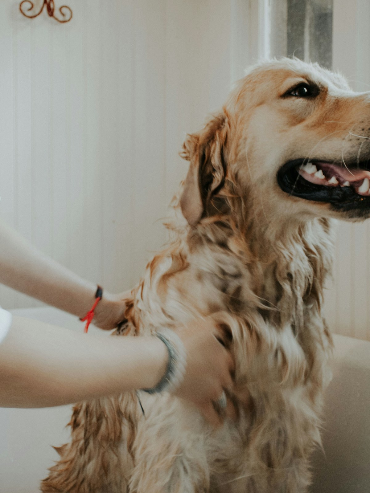 profissional cuidando de pet com carinho