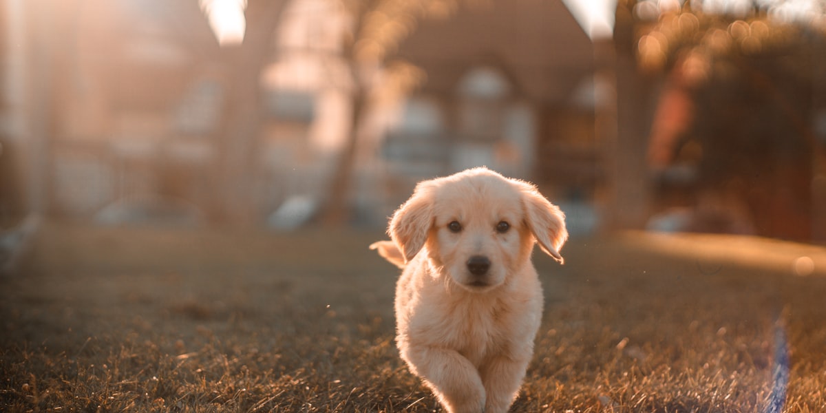 cachorro sendo examinado por veterinário com carinho