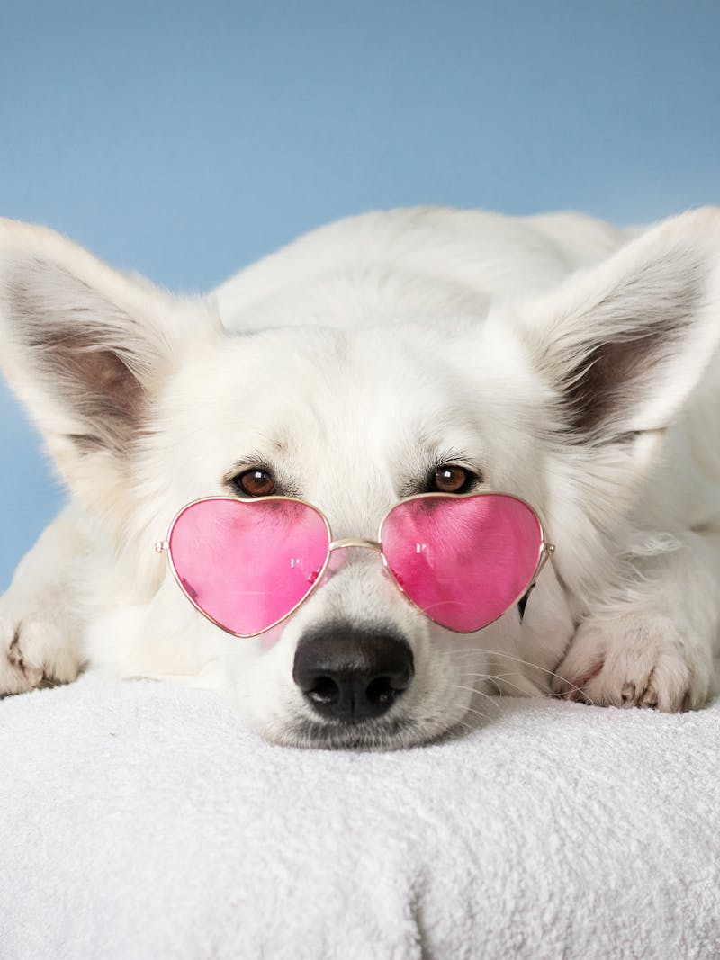 cachorro recebendo tratamento estético em pet shop
